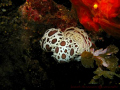  Nudi family  